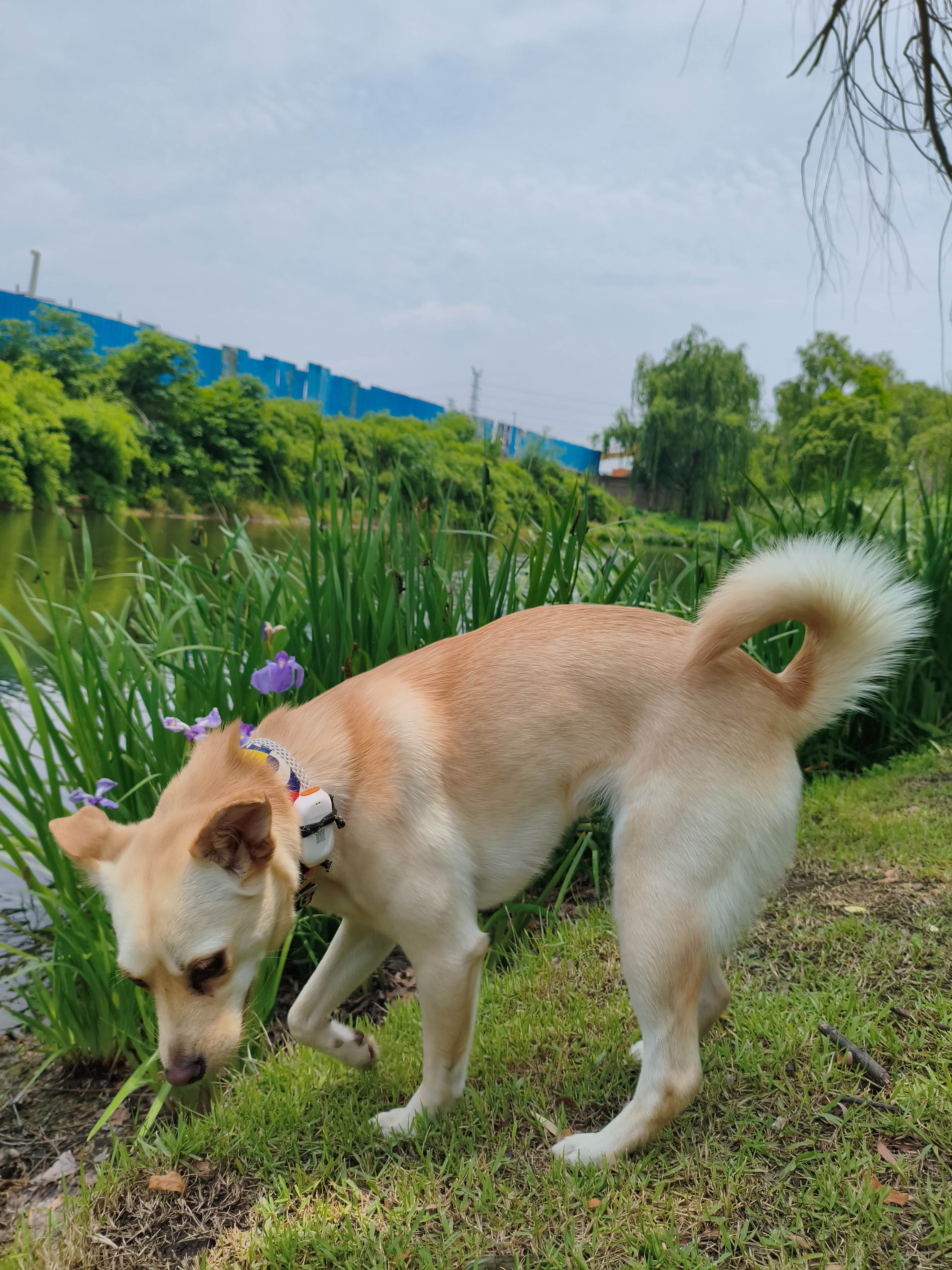 张苹果博客