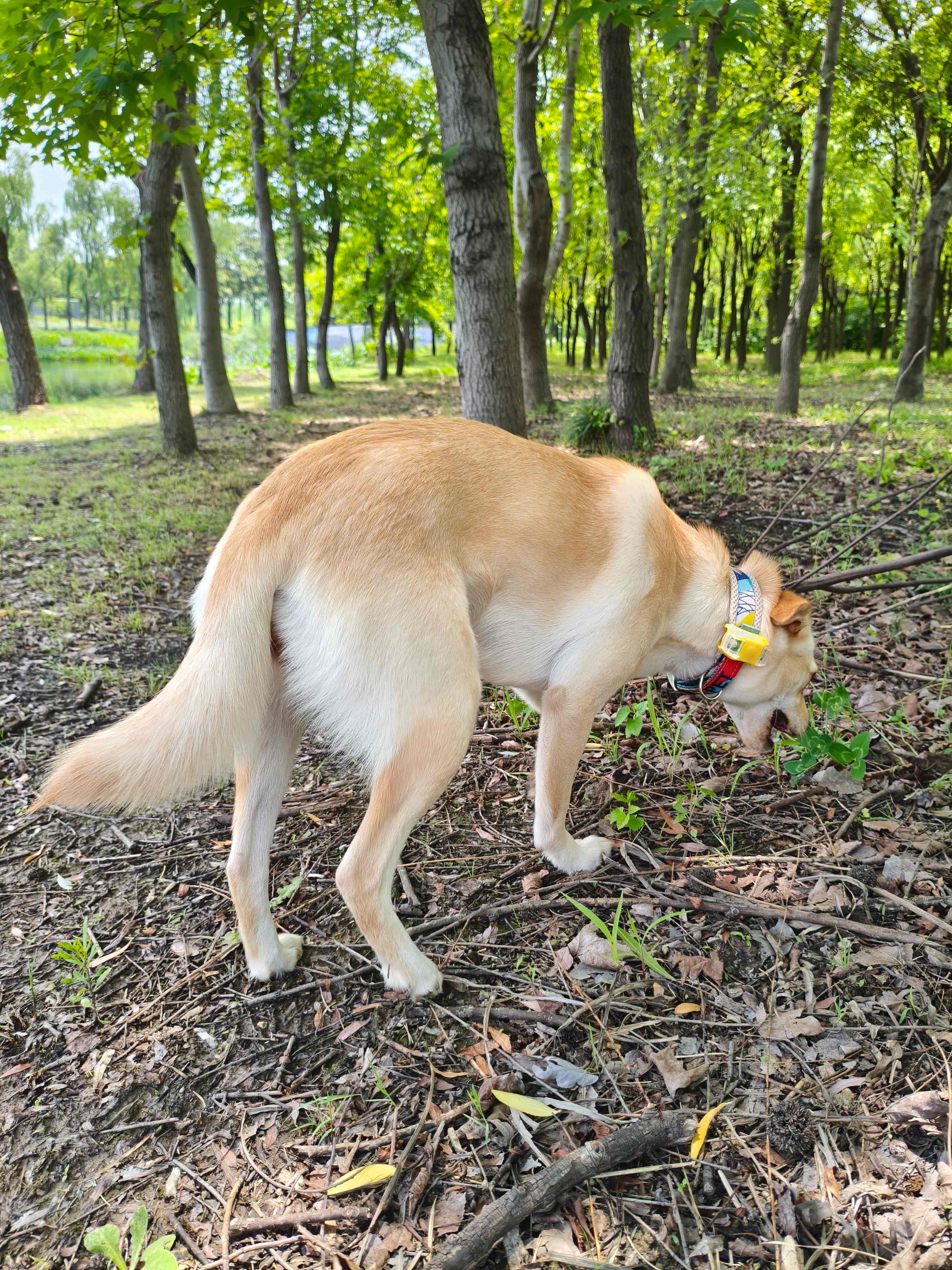 张苹果博客
