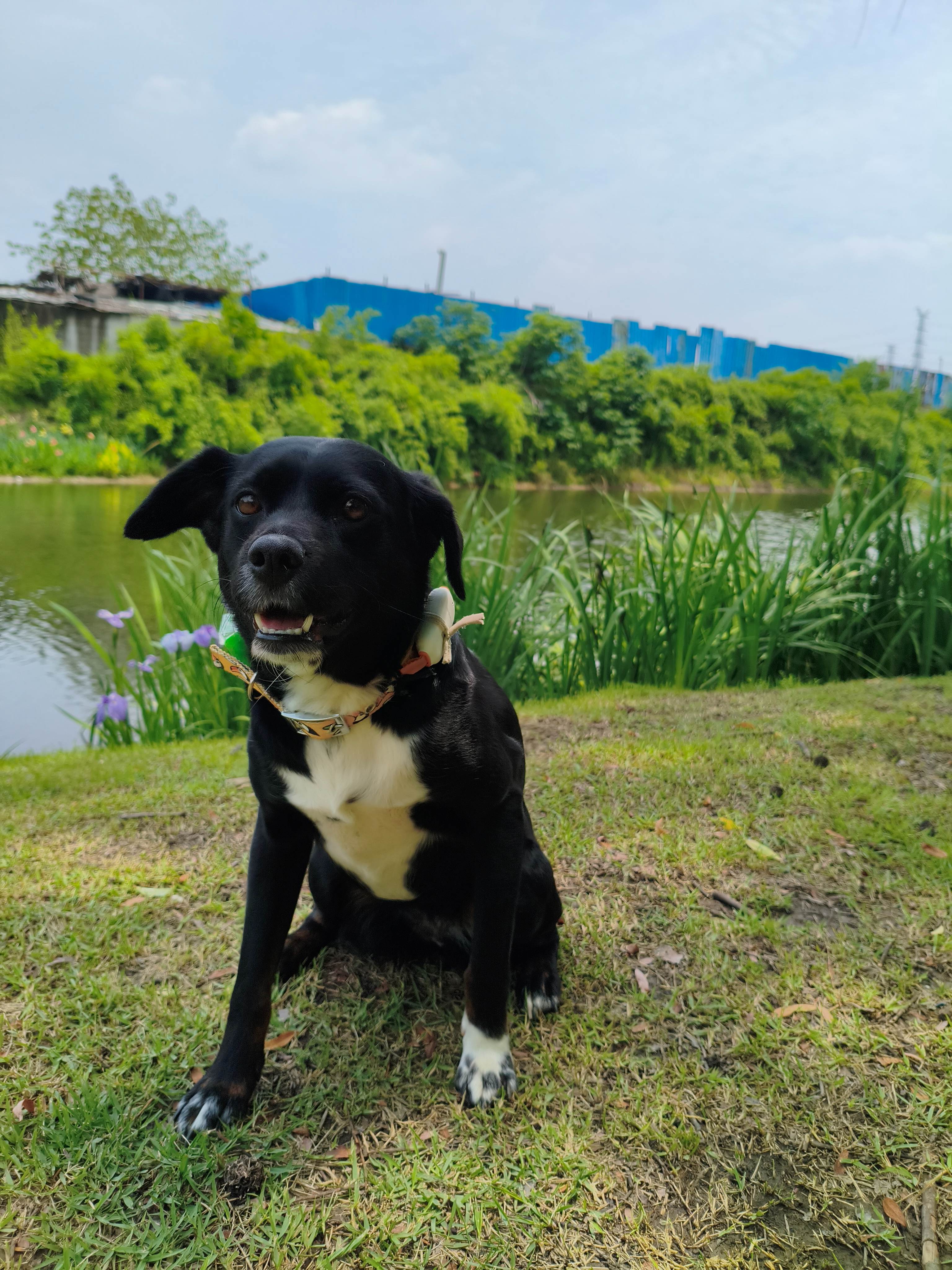 张苹果博客