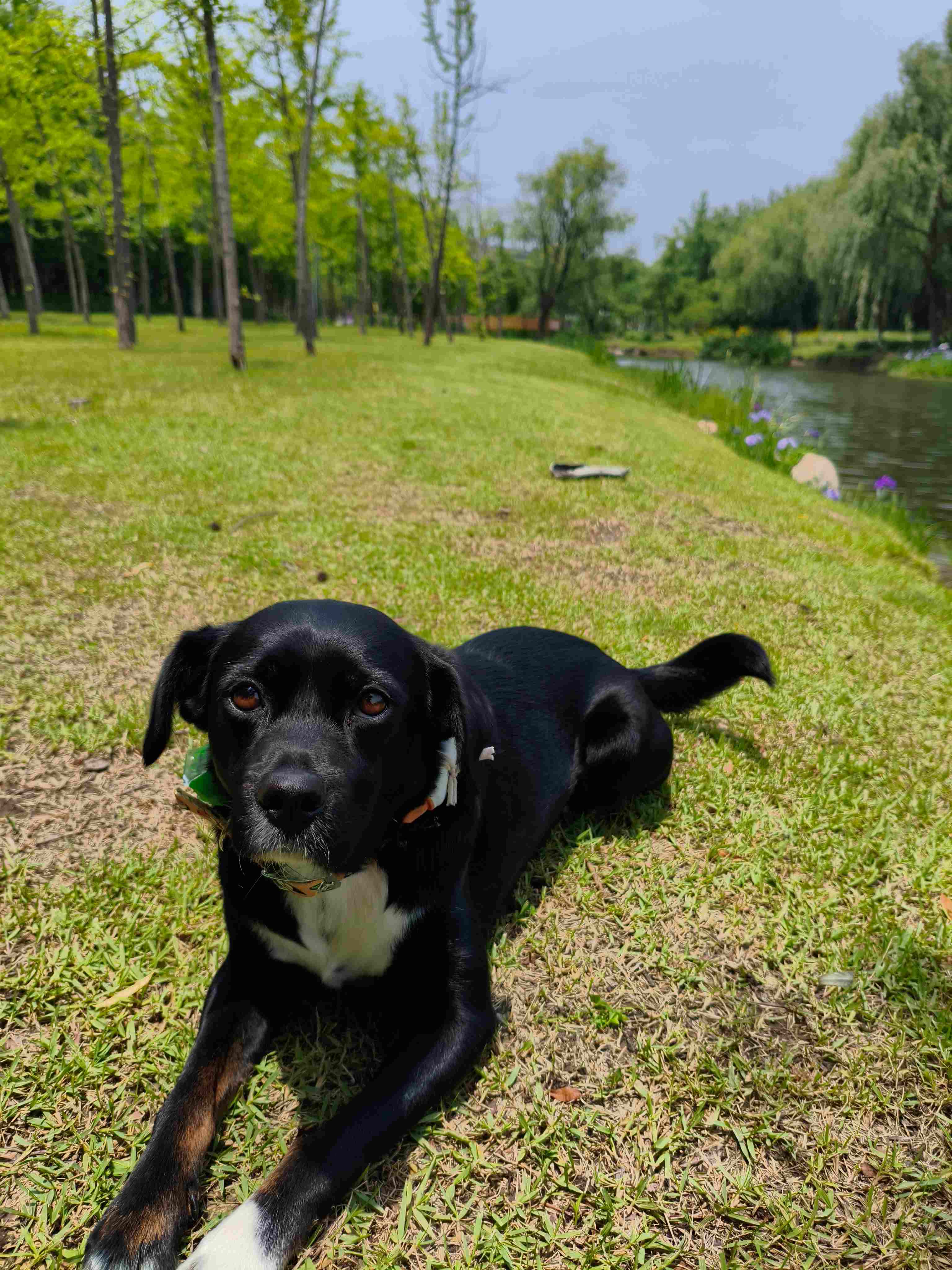 张苹果博客