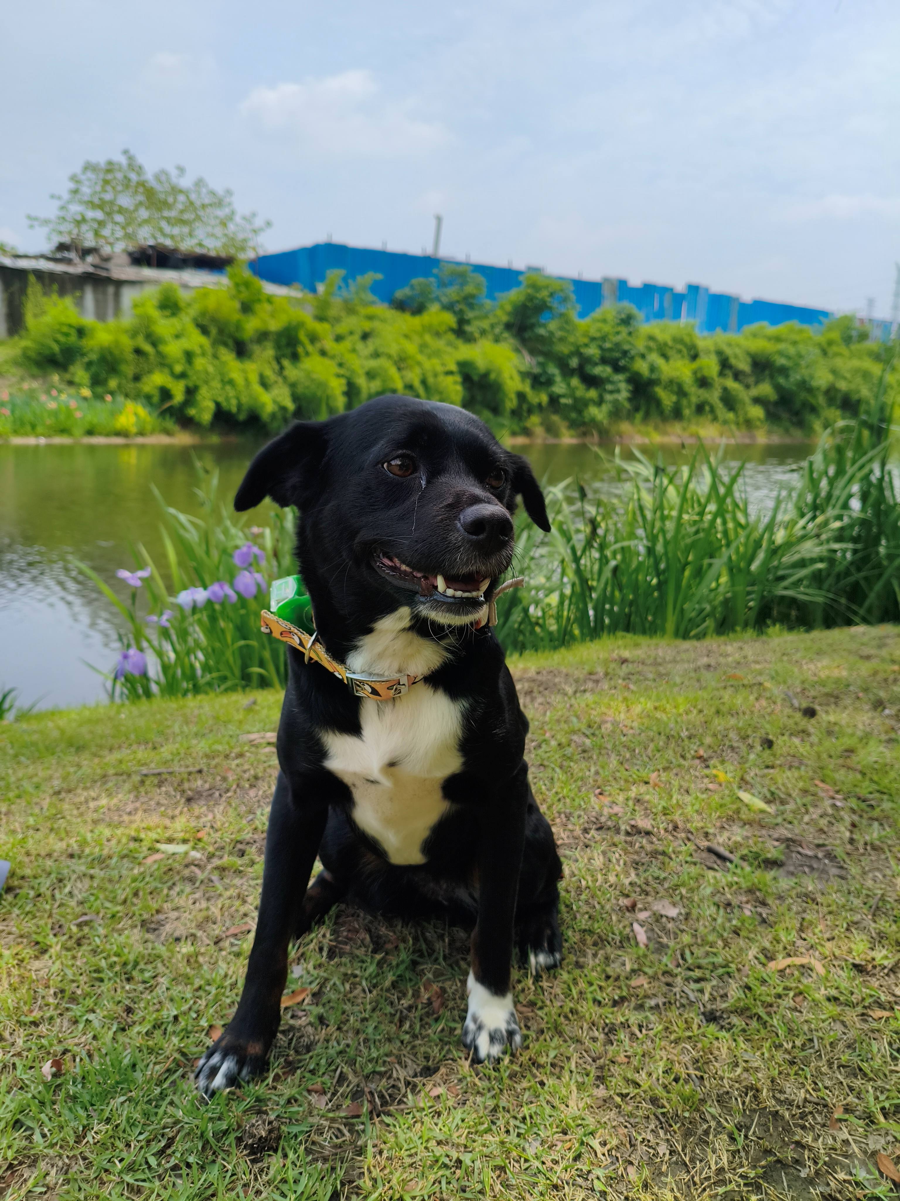 张苹果博客