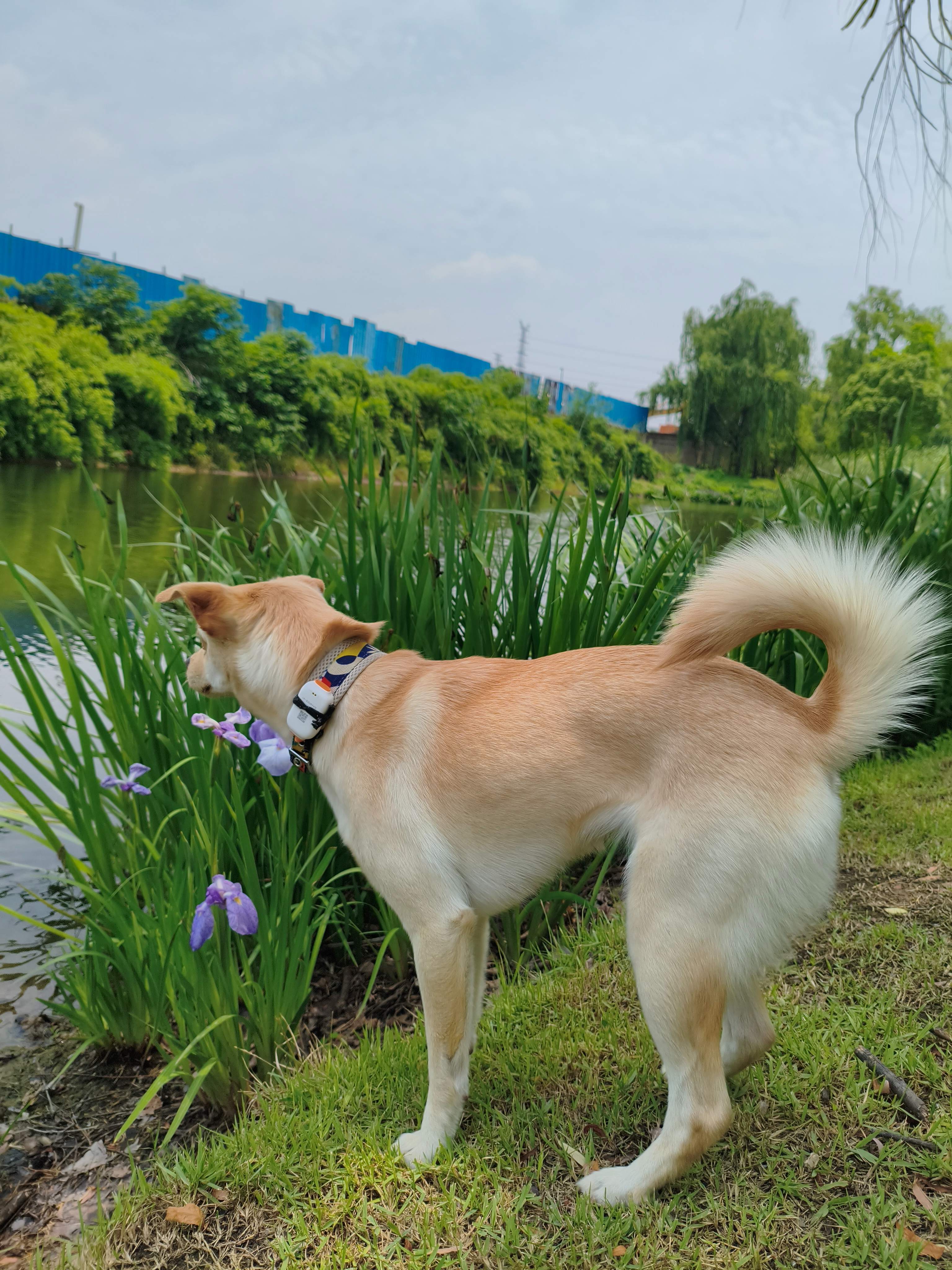 张苹果博客