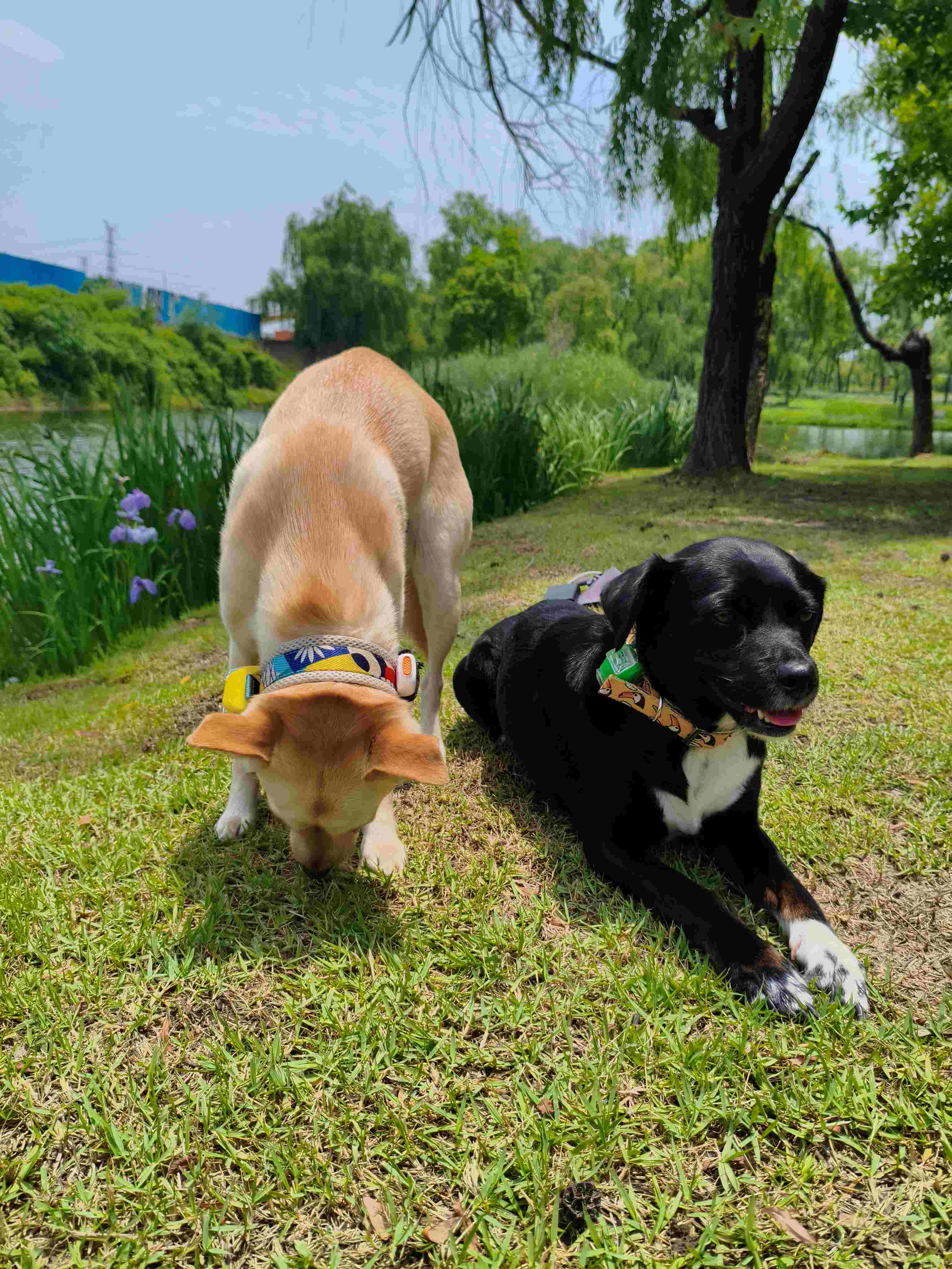 张苹果博客